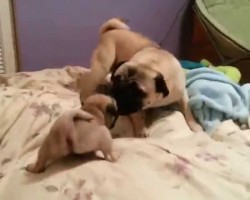 Tommy The Daddy Pug Plays With Snickers The Pug Puppy. Could There Be Anything Sweeter?