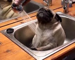 Barry the Pug LOVES Bath Time!