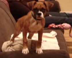 OMG Bella The Boxer Is So Insanely Cute!!!!!!! Got To Love The Boxer Wiggle!!!!!!