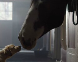 Budweiser Unveils Super Bowl Commercial “Puppy Love”