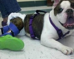 Paralyzed Bulldog Receives Custom Leg Braces & Crocs!