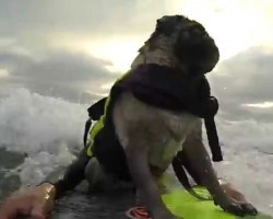 Brandy the Surfing PUG’s Living It Up in California at Del Mar Dog Beach!