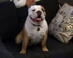 Family Recreates Home in Dog Kennel So Their Beloved Bulldog Wouldn’t Be Sad. Awwww.﻿
