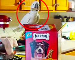 Spike the Umbrella Cockatoo feeds the Great Danes Milk-Bones