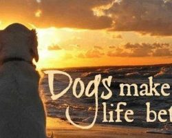 10 Things Dogs Teach Us About What Matters Most In Life