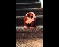 English Bulldog Puppy Conquers The Stairs! Just Wait Until The Very End!