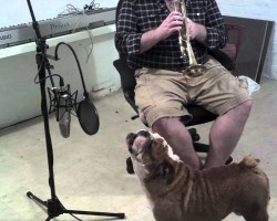 English Bulldog Sings Happy Birthday