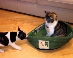 French Bulldog Puppy Tries To Reclaim His Bed From A Cat