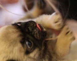 Cutest Pug Puppy Plays With Mommy’s Long Hair. Too Cute!!