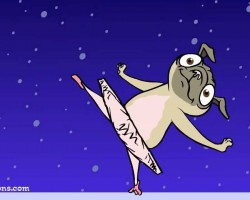 Pugcracker: Sugar Pug Fairy in The Nutcracker