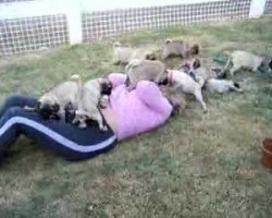 Puggy Heaven!!!