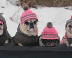Puggy Snow Sledding Party!