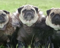 The Pugs of Westeros