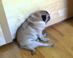 Quentin The Pug Just Can’t Stay Awake!
