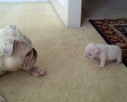This Mama Gave Her Puppy A Pat On His Head. His Response? Cutest Bulldog Tantrum Ever!