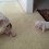 This Mama Gave Her Puppy A Pat On His Head. His Response? Cutest Bulldog Tantrum Ever!