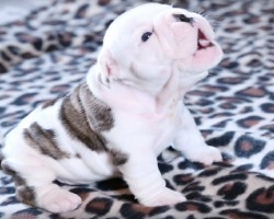 Wrinkly Bulldog Puppy’s Very First Howling Attempt Will Melt Your Heart!