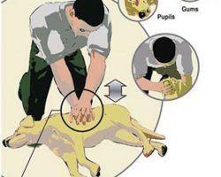 CPR For Dogs: Saving Your Dog’s Life