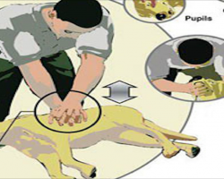 CPR for Dogs: Do You Know What To Do If Your Dog Stops Breathing?