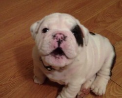 Bentley the Bulldog Puppy is Fussy