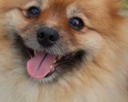 14 Signs You’re A Crazy Pomeranian Person… and Damn Proud To Be!
