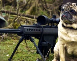 This Sniper Pug Is A Total Maverick. This Video Had Me Laughing In Tears!