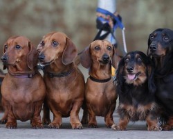 12 Realities New Dachshund Owners Must Accept