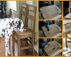 DIY Dog Bowl Chairs: What An Awesome Idea!