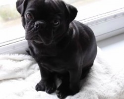 This Pug Knows How To Enjoy Life. This Beautiful Video Had Me In Tears.