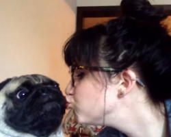 A Pug That Hates Kisses! THIS Will Make You Laugh, Guaranteed!