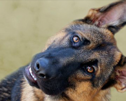 12 Realities New German Shepherd Owners Must Accept