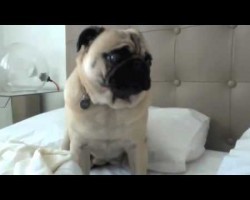 The Many Darling Voices Of A Pug