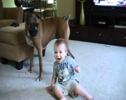 Boxer Attacks Baby… With Kisses!