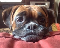 12 Realities New Boxer Owners Must Accept