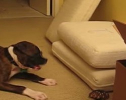 This Boxer Puppy Can’t Seem To Figure Out How To Properly Play With His Bag Of Marbles. Too Funny!