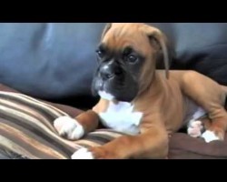 Confused Boxer Puppy Baffled by Phone