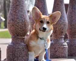 12 Realities New Corgi Owners Must Accept