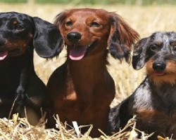 12 Realities New Dachshund Owners Must Learn To Accept