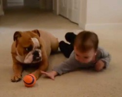 English Bulldog And Baby Playing Is Just So Sweet And Beautiful!