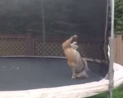 English Bulldog Bouncing Around Freely On A Trampoline
