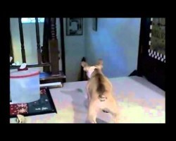 French Bulldog Picks A Fight With The Wrong Cat