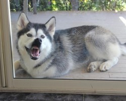 12 Realities New Husky Owners Must Accept
