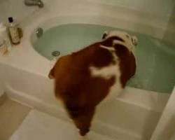 Watch: Adorable Bulldog “Gracefully” Climbs Into Bath Tub. Too Funny!