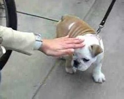 OMG! Cutest Bulldog Puppy Ever?!