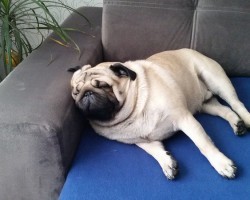 12 Realities New Pug Owners Must Accept