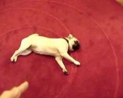 Pug Performs The Play-Dead Dog Trick… With A Twist! Bravo!