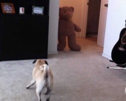 PUG POOPS from Teddy BEAR SCARE!!!