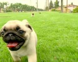 Pug Puppies Break The Cute-o-Meter!