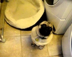 Pug REFUSES to go to bed….Screams!!!!