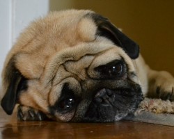 12 Realities New Pug Owners Must Learn To Accept